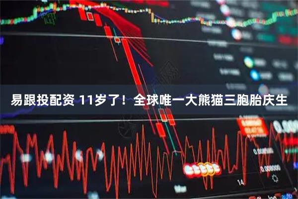 易跟投配资 11岁了！全球唯一大熊猫三胞胎庆生